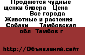 Продаются чудные щенки бивера › Цена ­ 25 000 - Все города Животные и растения » Собаки   . Тамбовская обл.,Тамбов г.